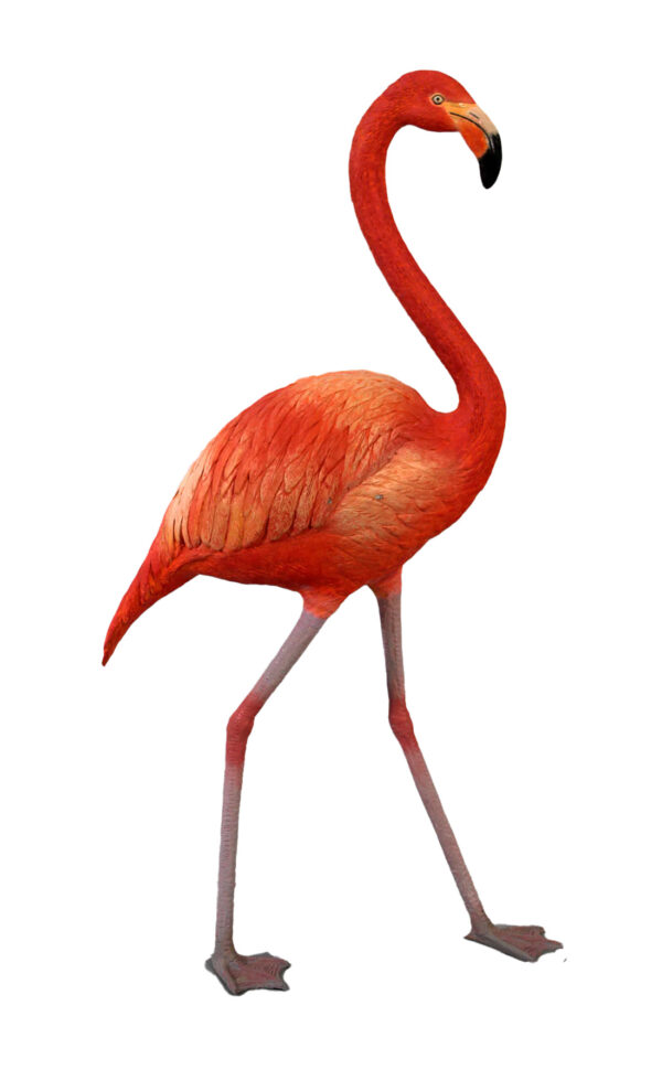 Baby Flamingo 3