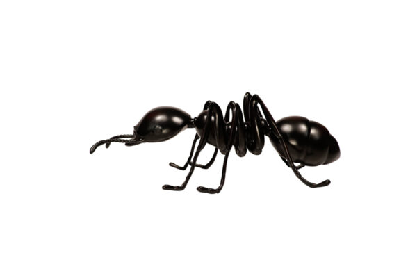 Ant Profile Websize
