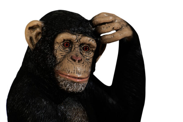 Chimpanzee Closeup Websize