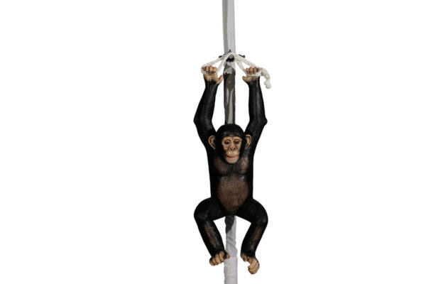 Chimpanzeehanging Front Websize
