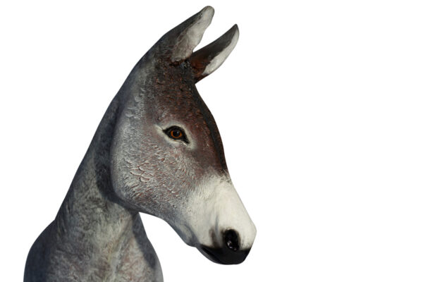 Donkey Closeup Websize