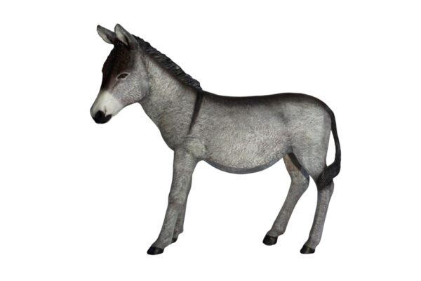 Donkey Profile Websize