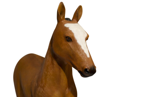 Foal Closeup Websize