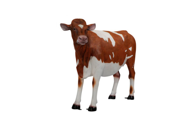 Guernseycow 3 4 Websize