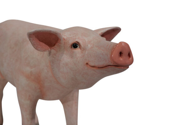 Pig Closeup Websize