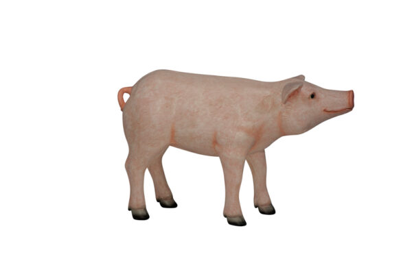 Pig Profile Websize