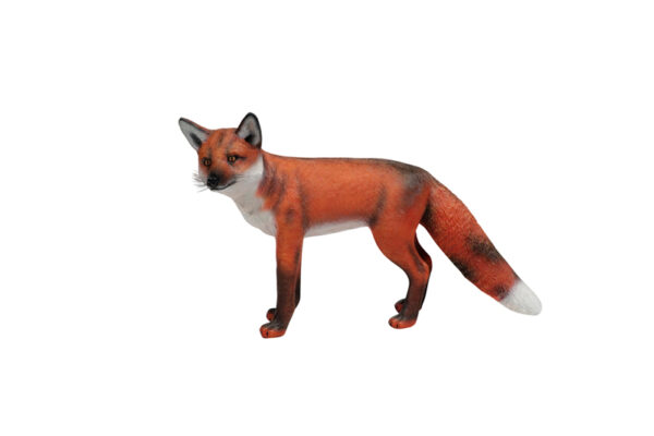 Redfox Profile Websize