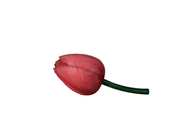 Tulip Profile Websize