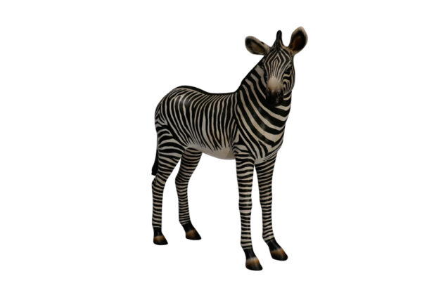 Zebrafoal 3 4 Websize