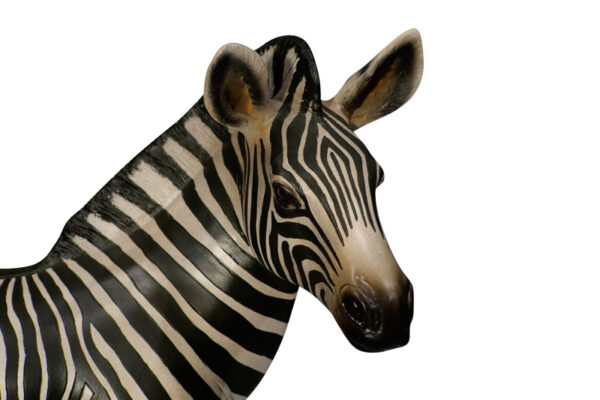 Zebrafoal Closeup Websize