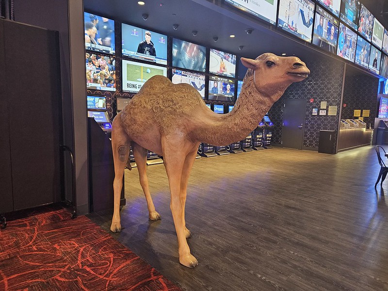Life-Size Camel