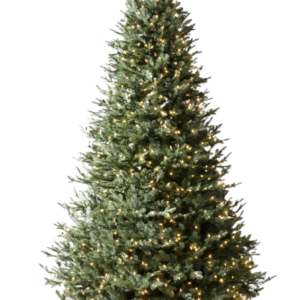 Clear Incandescent Lights - Christmas Tree rental