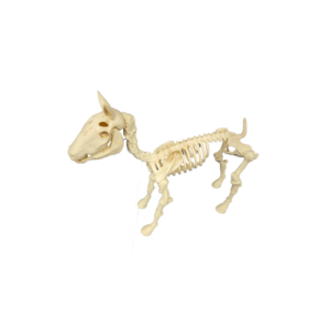 Skeleton Dog Prop