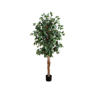 5' Ficus Tree