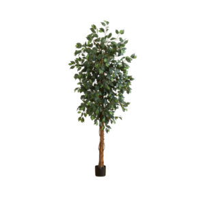 6' Ficus Tree