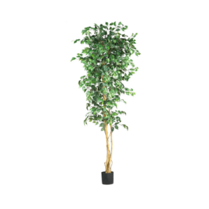 7' Ficus Tree