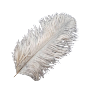 Ivory Ostrich Feathers