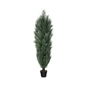 Cedar Pine Tree