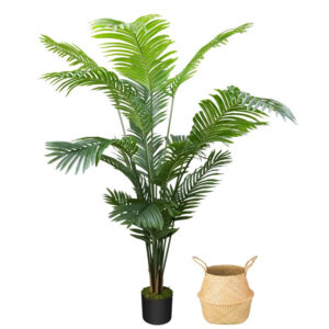 Parlor Palm