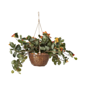 Gold Nasturtium Hanging Basket