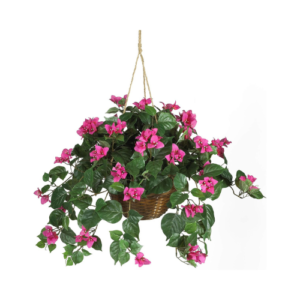 Pink Bougainvillea Hanging Basket