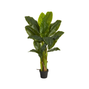 4' Triple Stalk Banana Tree