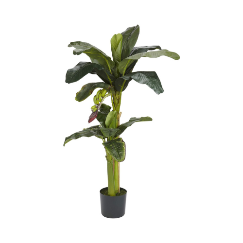 5' Banana Tree With Bananas