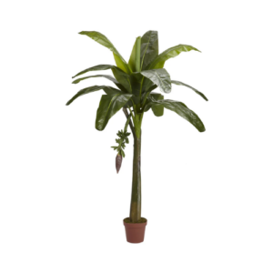 6' Banana Tree
