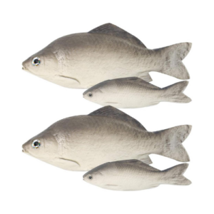 Fishes